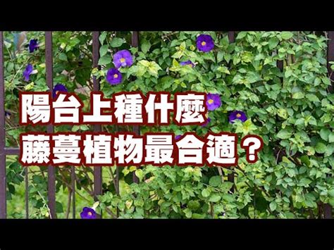 藤蔓植物爬藤類植物圖鑑|50種適合台灣種植的藤蔓植物の目錄圖鑑及栽培管理指。